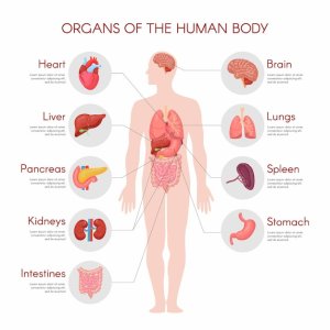 Meditatii Biologie/Anatomie